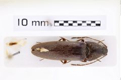 Foto (Dorsalansicht) von Melanotus fergussoni (Platia & Schimmel, 2001) (NHMW-ZOO-COL-0007664)
